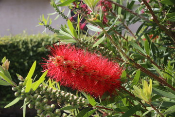 Rince bouteille callistemon de l’île de Faial (Les Açores)