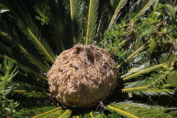 Cycas revoluta de l'ile de Pico (Les Açores)