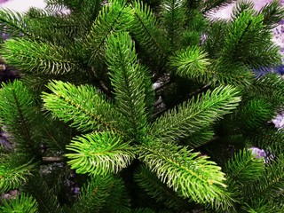 Green spruce branches for decorative design. Beautiful spring card. Tree branch isolated. Winter season.