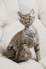 Devon Rex cat sitting on a sofa