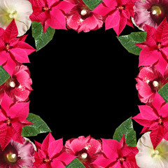 Beautiful floral background of mallow and poinsettia. Isolated