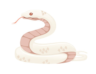 White albino snake cartoon animal design flat vector illustration isolated on white background