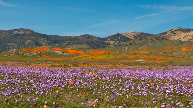 Timelapse of Colorful Wildflower Superbloom in Lancaster