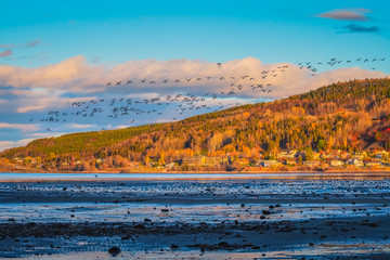 Autumn Landscape View of La Baie City with Birds on Saguenay River at Dusk