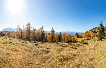 Fototapeta na wymiar Tauplitz forest in beautiful autumn colors.