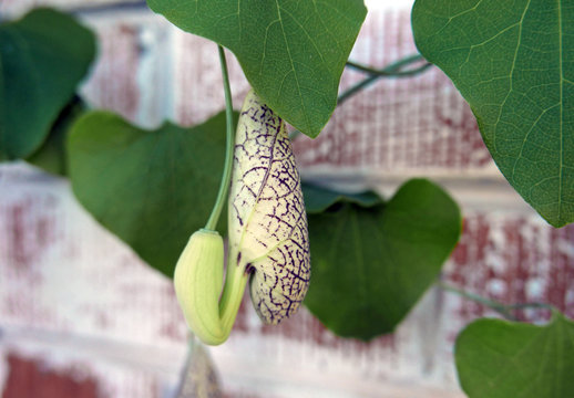 Flower of Dutchman's Pipe pipevine