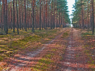 Leśna droga. © boguslavus