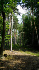 trees in the forest