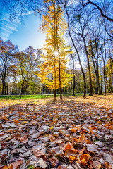 Autumn trees and leaves foliage, Kosutnjak park in Belgrade, Serbia