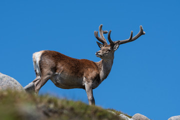 Red Deer