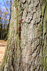 Obraz premium Autumn trees and leaves foliage, Kosutnjak park in Belgrade, Serbia