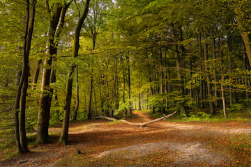 A beautiful autumn forest in the national park on the German Baltic Sea island Ruegen. The foliage is colorful and predominant yellow and ocher. A lot of foliage is on the forest floor. - obrazy, fototapety, plakaty