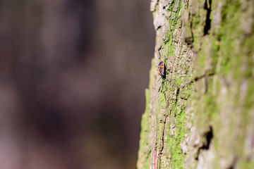 Autumn trees and leaves foliage, Kosutnjak park in Belgrade, Serbia