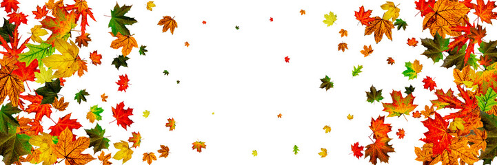 Autumn leaves falling. Season pattern isolated on white background. Thanksgiving concept