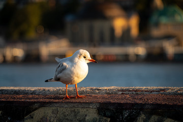 Hamburger Möwe © Ben.Photoholic