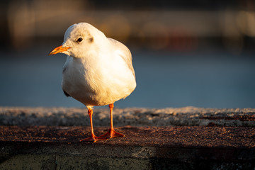 Hamburger Möwe © Ben.Photoholic