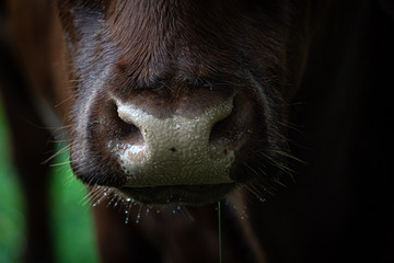 Kuh  © Ben.Photoholic