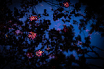 Herbst in Hamburg © Ben.Photoholic