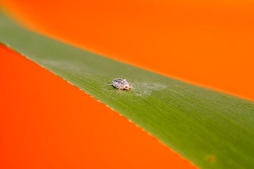 Hormaphidae insects on plant