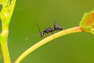 Naklejka premium Camponotus japonicus on plant