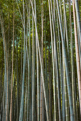 Bamboo grove in the forest on Mountain Inari in Kyoto, Japan, where famous Fushimi Inari-taisha shrine is located