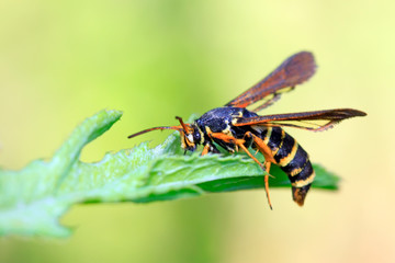 Fototapeta na wymiar Aegeriidae insects on plant