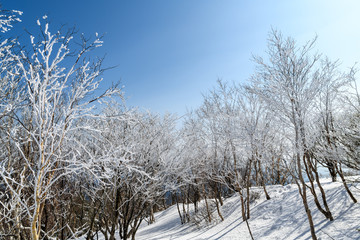 黒檜山の山頂付近の樹氷
