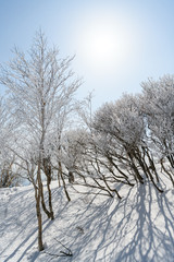 黒檜山の山頂付近の樹氷