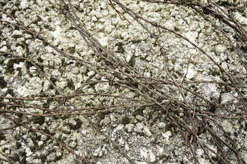 Barbed wire
