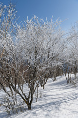 黒檜山の山頂付近の樹氷