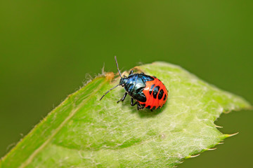 Zicrona caerulea on plant