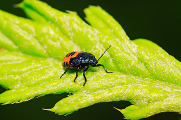 Zicrona caerulea on plant