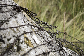 Barbed wire