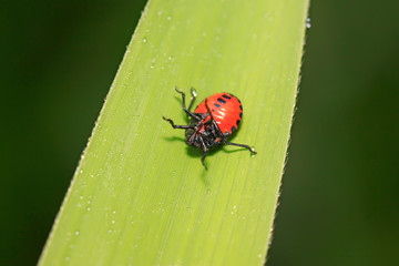 Zicrona caerulea on plant