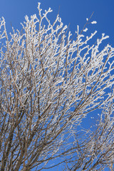 黒檜山の山頂付近の樹氷