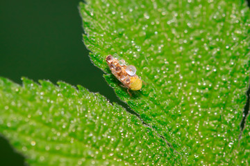 leafhopper on plant