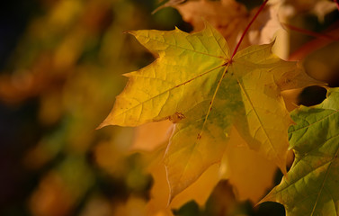 Closeup of golden shining maple leaves in autumn in front of dark background