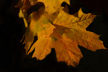Closeup of golden shining maple leaves in autumn in front of dark background