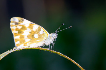 Pontia daplidice on green plant