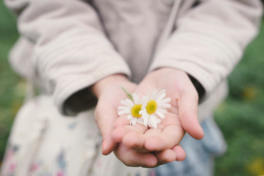 Little girl's hands holding two flowerheads of wearing Chamomil, close-up