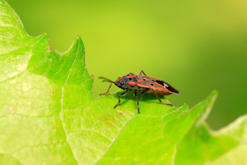 stinkbug on plant
