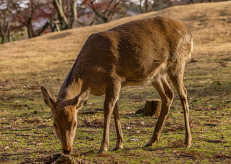 Deer in Nara, Japan