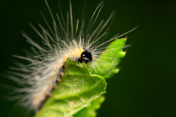 caterpillar on green leaf