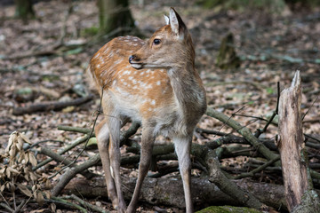 Deer in Nara, Japan