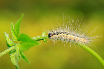 caterpillar on green leaf