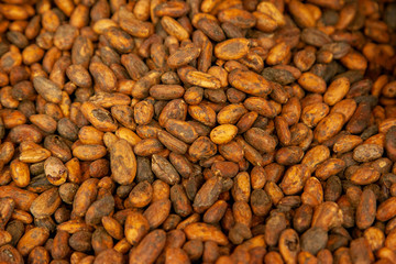 raw cacao beans