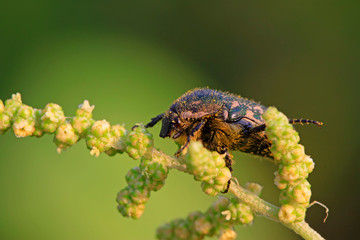 chafer