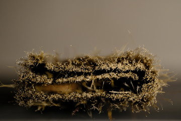 natur Borstenpinsel naturhaar malen studio nüchtern ausgelaugt normal standart farblos...