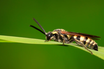 Aegeriidae insects on plant