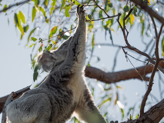 Koala sucht nach fressen australien